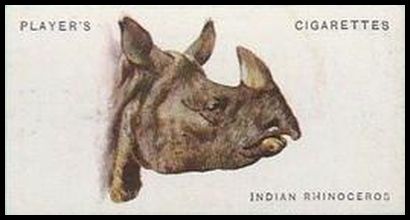 42 Indian Rhinoceros